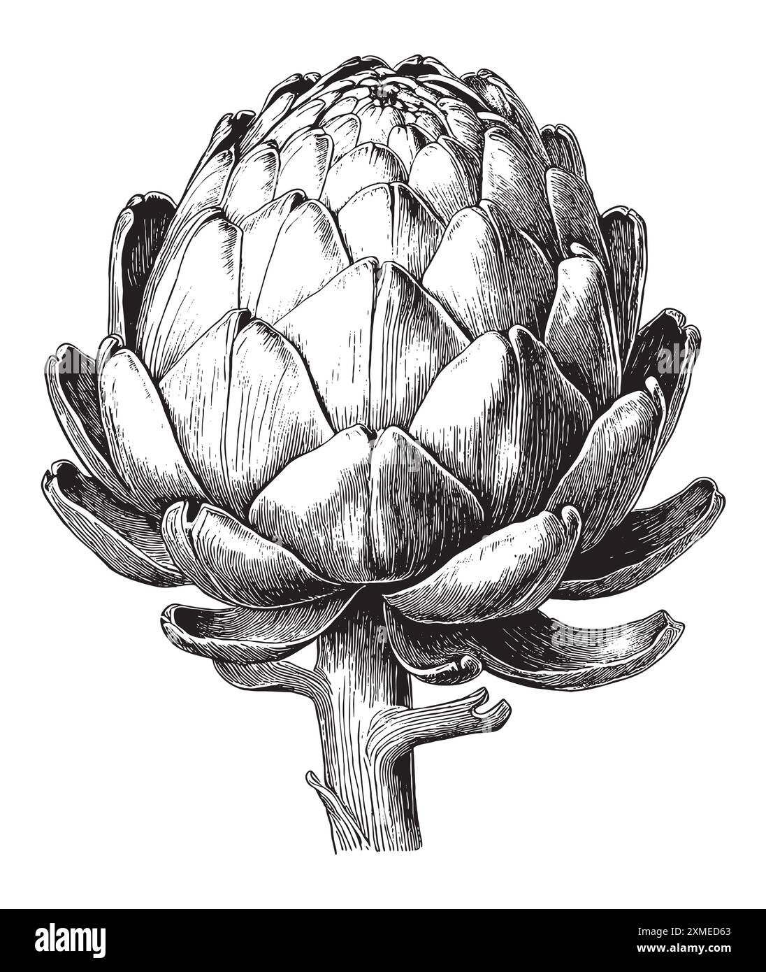 Vintage engraving style vector illustration of artichokes, healthy vegetable isolated on white background Stock Vector