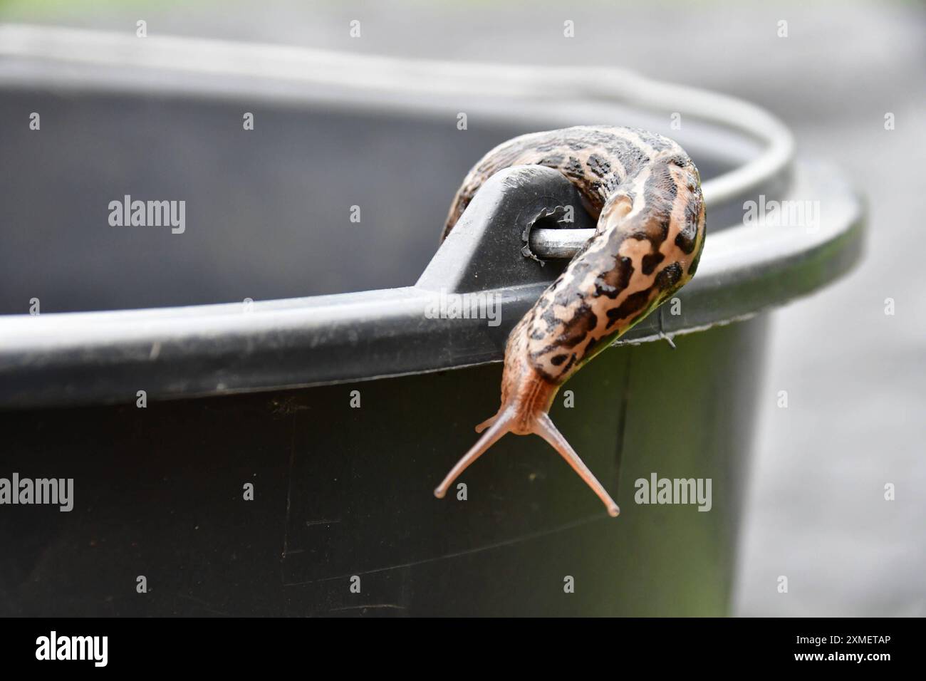 Tigerschnegel im heimischen Garten Der Tigerschnegel ist eine Nacktschnecke, welche durch ihre besondere Färbung und einer Länge von bis zu 20 cm auffällt. Das nachtaktive Tier ist selten anzutreffen. Es ernährt sich von abgestorbenen Planzen, Pilzen und toten Tieren. Der Tigerschnegel frisst auch andere Schnecken. Osnabrück Niedersachsen Deutschland *** Tiger snail in the home garden The tiger snail is a slug that stands out due to its special coloring and a length of up to 20 cm The nocturnal animal is rarely found It feeds on dead plants, fungi and dead animals The tiger snail also eats oth Stock Photo