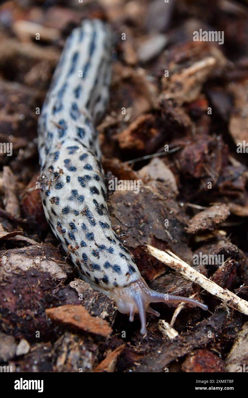 Tigerschnegel im heimischen Garten Der Tigerschnegel ist eine Nacktschnecke, welche durch ihre besondere Färbung und einer Länge von bis zu 20 cm auffällt. Das nachtaktive Tier ist selten anzutreffen. Es ernährt sich von abgestorbenen Planzen, Pilzen und toten Tieren. Der Tigerschnegel frisst auch andere Schnecken. Osnabrück Niedersachsen Deutschland *** Tiger snail in the home garden The tiger snail is a slug that stands out due to its special coloring and a length of up to 20 cm The nocturnal animal is rarely found It feeds on dead plants, fungi and dead animals The tiger snail also eats oth Stock Photo