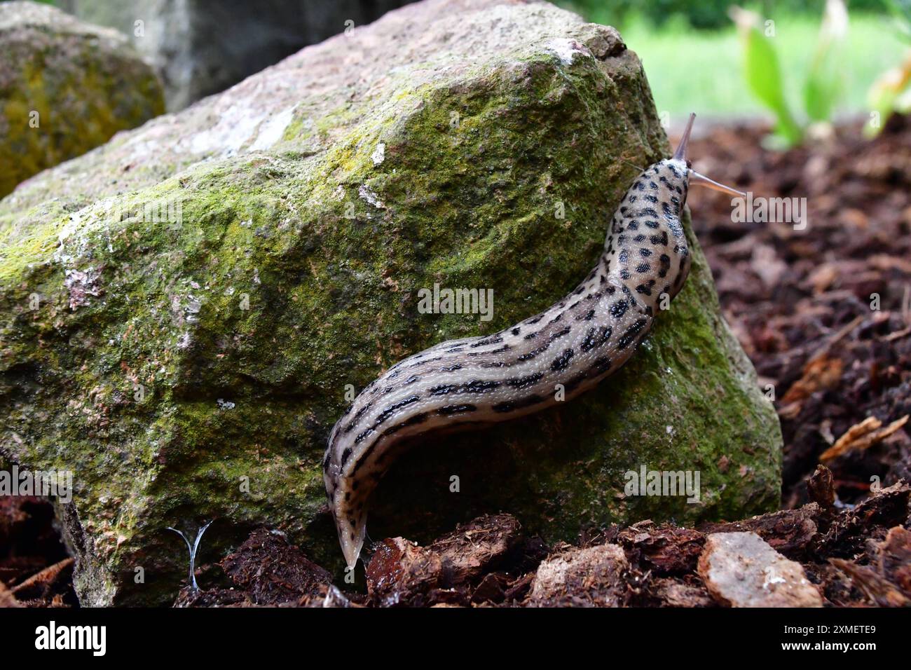 Tigerschnegel im heimischen Garten Der Tigerschnegel ist eine Nacktschnecke, welche durch ihre besondere Färbung und einer Länge von bis zu 20 cm auffällt. Das nachtaktive Tier ist selten anzutreffen. Es ernährt sich von abgestorbenen Planzen, Pilzen und toten Tieren. Der Tigerschnegel frisst auch andere Schnecken. Osnabrück Niedersachsen Deutschland *** Tiger snail in the home garden The tiger snail is a slug that stands out due to its special coloring and a length of up to 20 cm The nocturnal animal is rarely found It feeds on dead plants, fungi and dead animals The tiger snail also eats oth Stock Photo