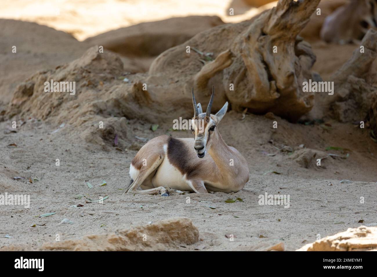 Cute gazelle on white hi-res stock photography and images - Alamy
