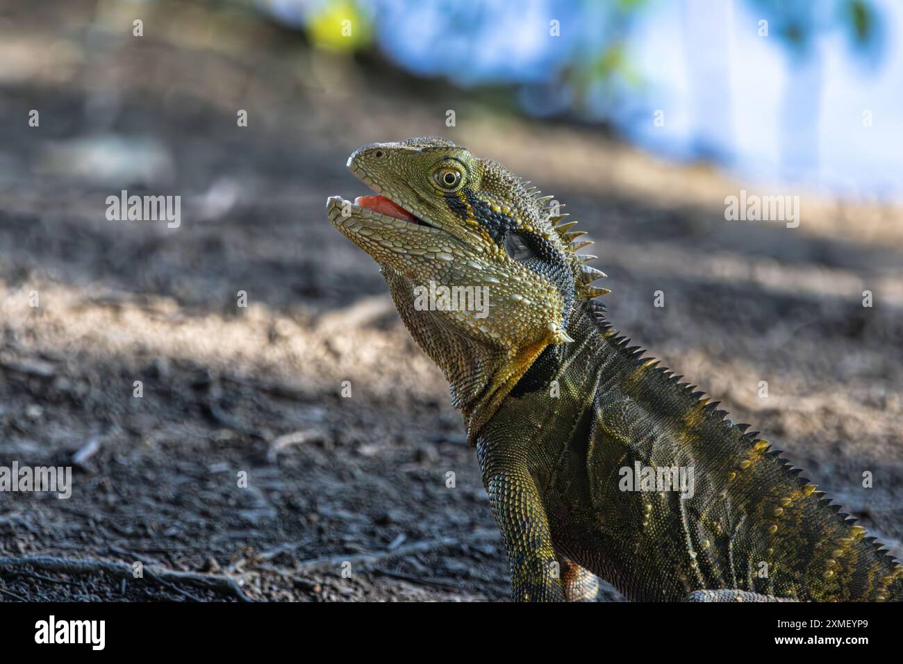 An Australian Water Dragon with mouth open Stock Photo - Alamy