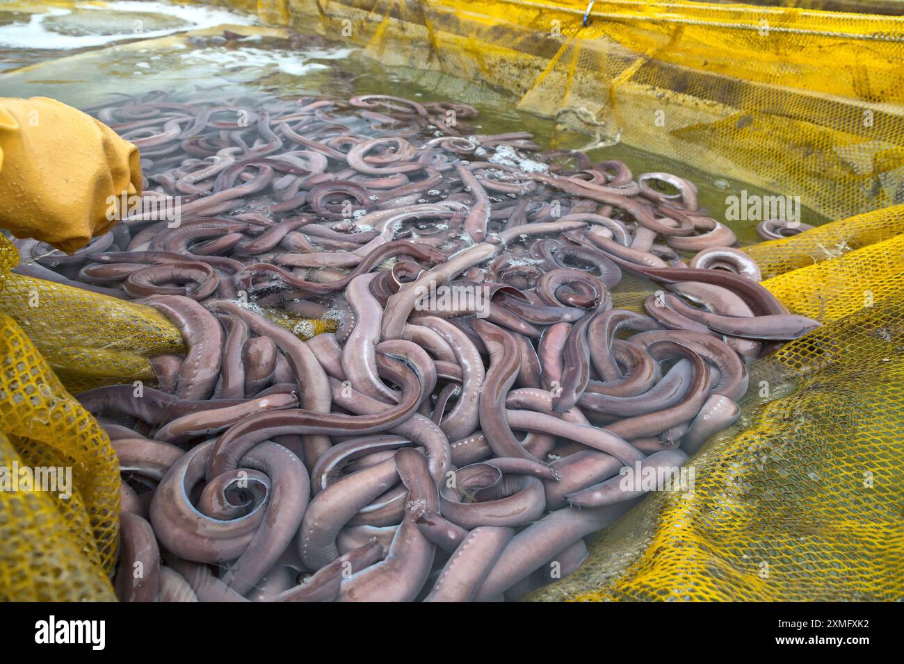 Pacific Hagfish  'Eptatretus stoutii'  deep water catch, also called  Slime Eel, exporting live to South Korea for human consumption. Stock Photo