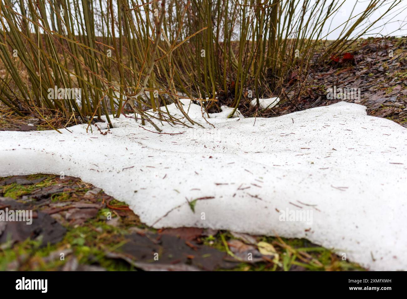 snow and moss on a tree Stock Photo