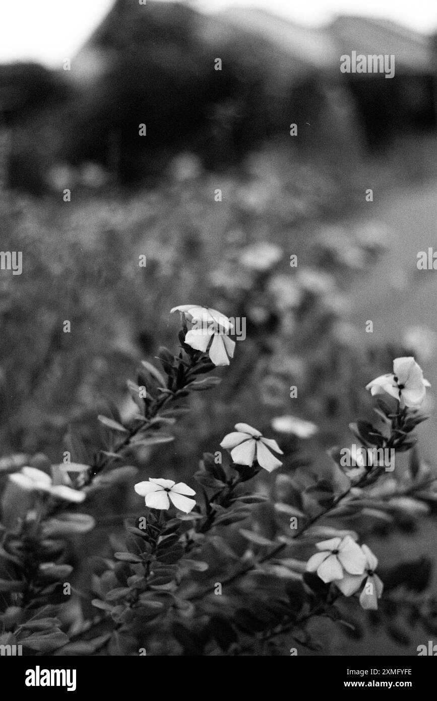 Macro shot white flower Black and White Stock Photos & Images - Alamy