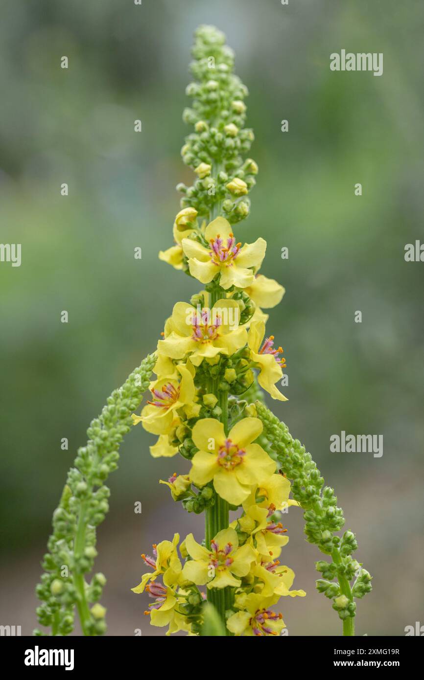 Black mullein flower (Verbascum nigrum) yellow blossoms and purple stamen. Stock Photo