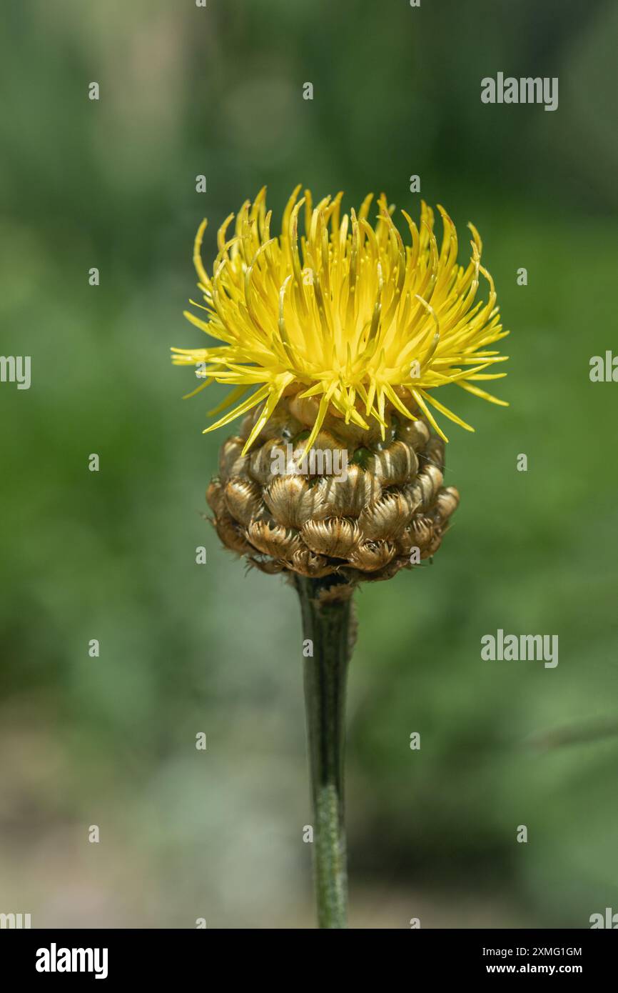 Basket weave cornflower (Centaurea orientalis). Typical yellow blossom. Stock Photo