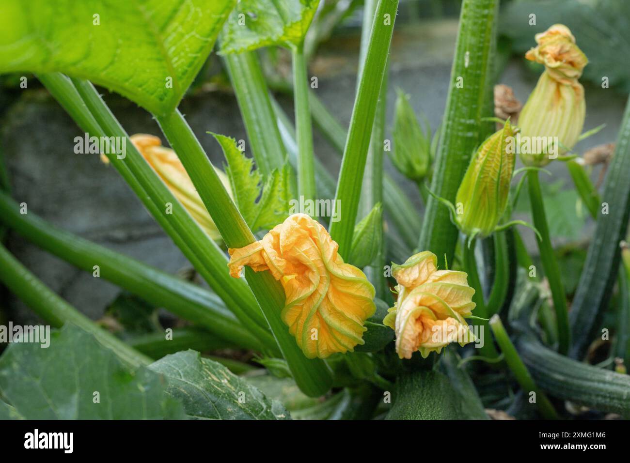 Zucchini plant with yellow blossoms. Stock Photo