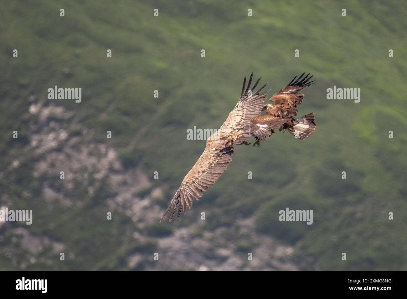 Wild Young golden eagle (Aquila chrysaetos) attacking a eurasian ...