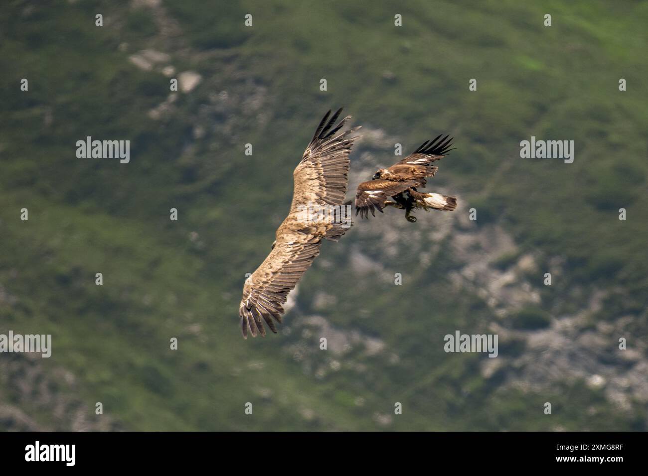 Wild Young golden eagle (Aquila chrysaetos) attacking a eurasian ...