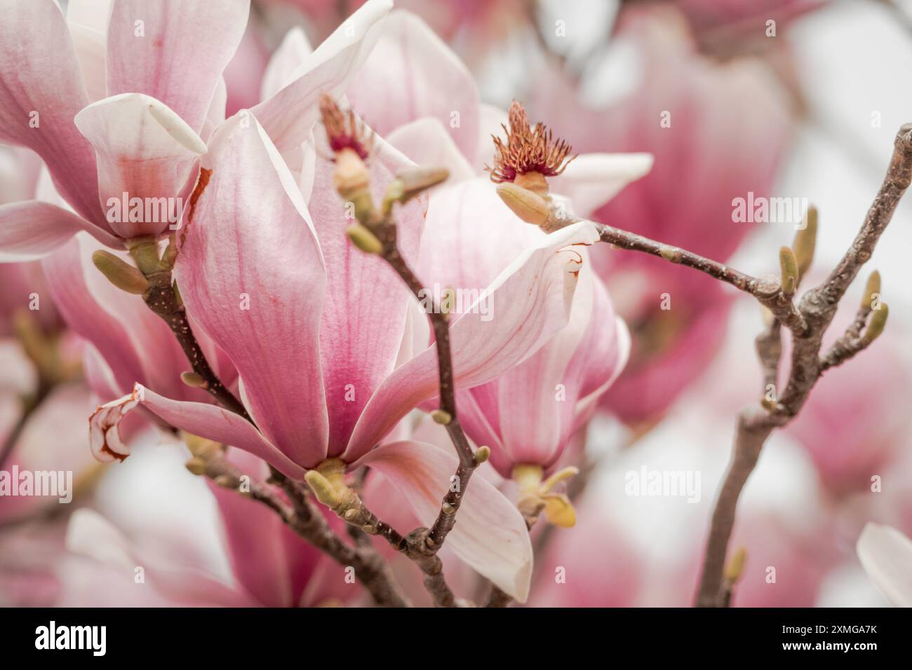 Magnolia Sulanjana flowers with petals in the spring season. beautiful ...