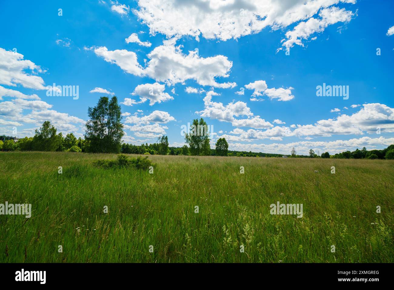 A vast green meadow under a clear blue sky filled with fluffy white ...