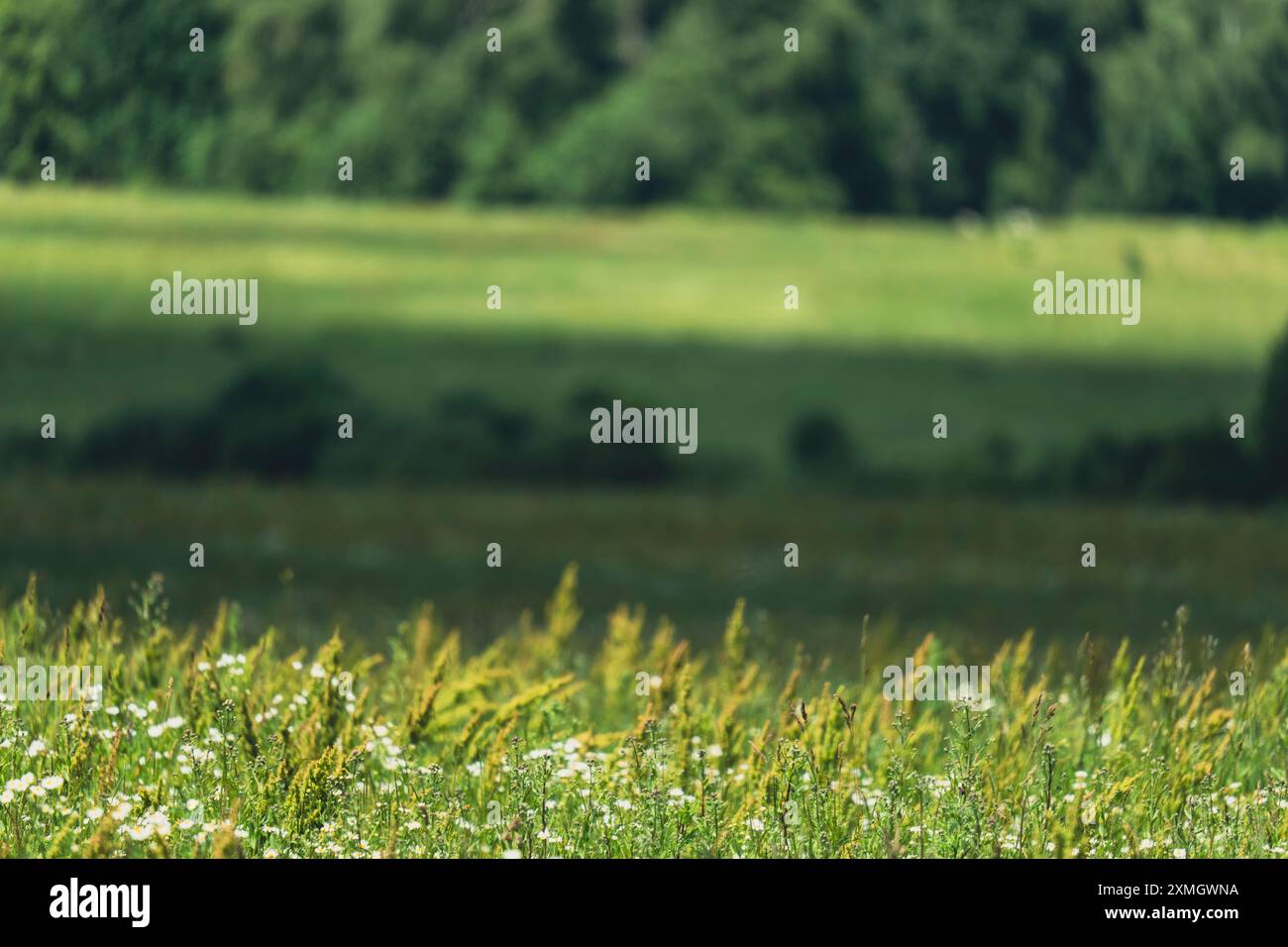Serene forest meadow wildflowers hi-res stock photography and images ...