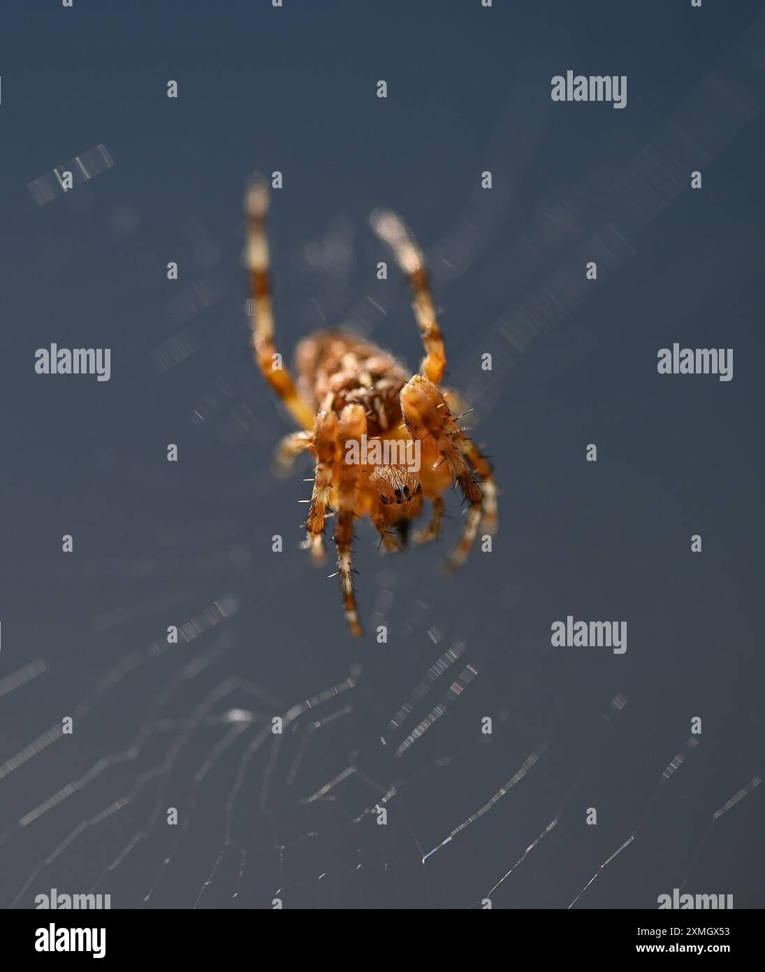 Closeup of a garden spider with web in a London garden, UK Stock Photo ...