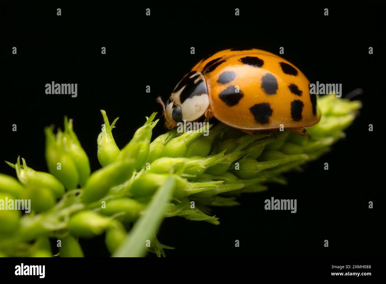 Multicolored Asian Lady Beetle - Harmonia axyridis, beautiful small colored lady beetle from Euroasian meadows and grasslands, Czech Republic. Stock Photo