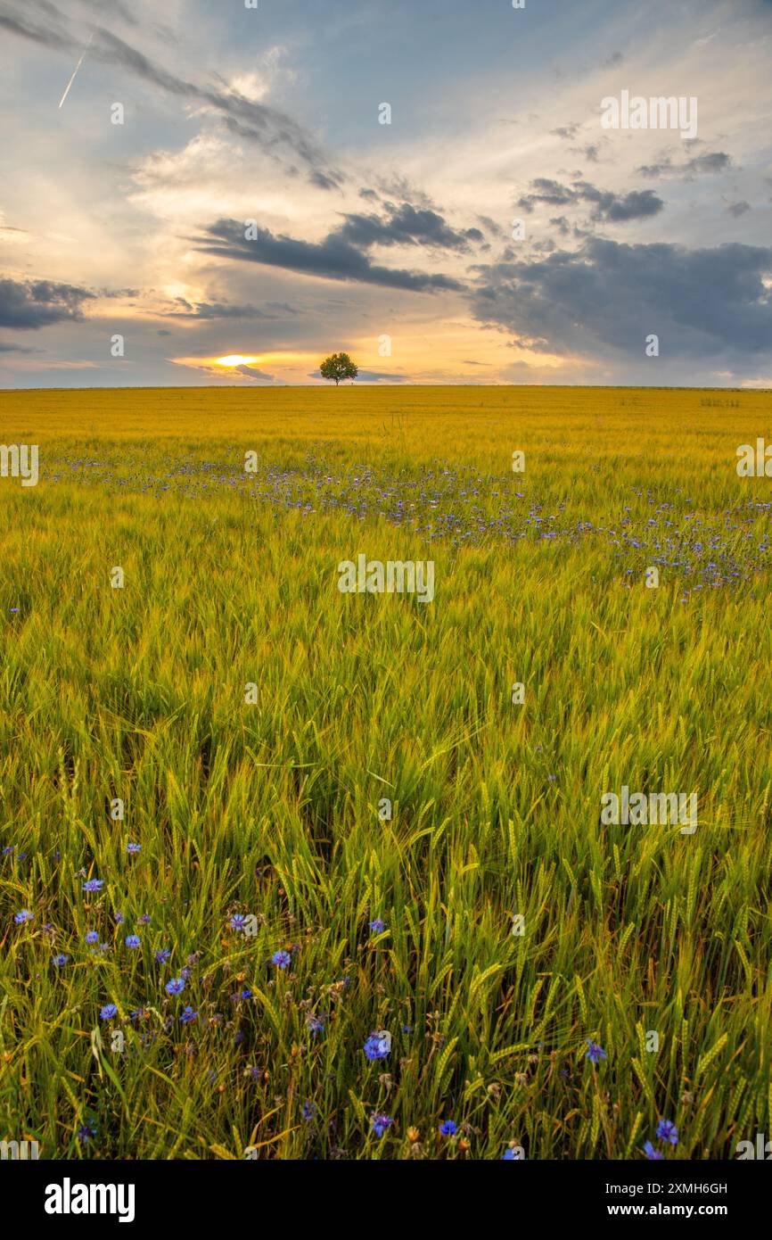 Wheat field single big tree hi-res stock photography and images - Alamy