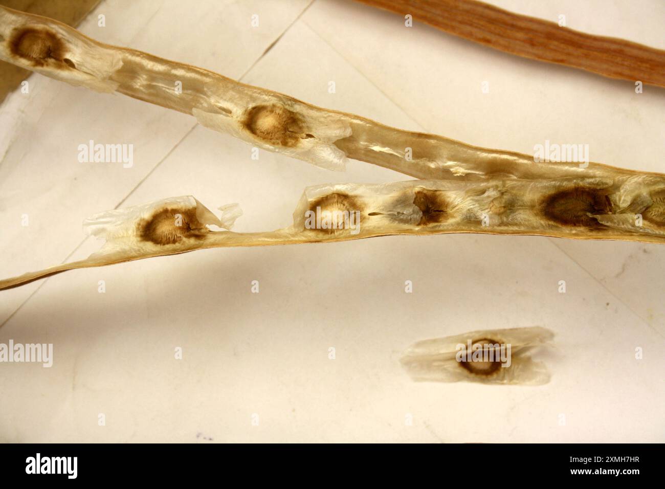 Mature and dried Drumstick (Moringa oleifera) seed pods with seeds : (pix Sanjiv Shukla) Stock Photo