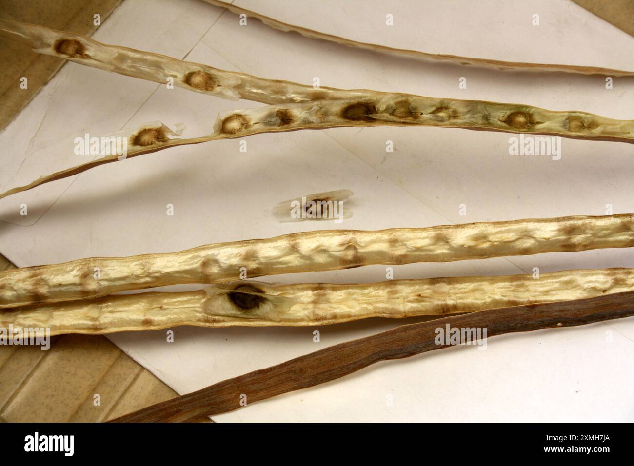 Mature and dried Drumstick (Moringa oleifera) seed pods with seeds : (pix Sanjiv Shukla) Stock Photo