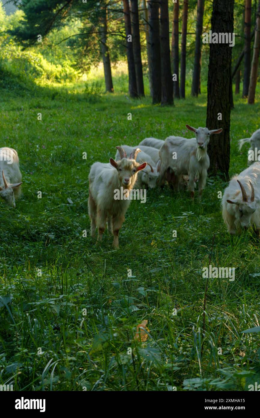 Goat In Forest Forest goats hi-res stock photography and images - Alamy