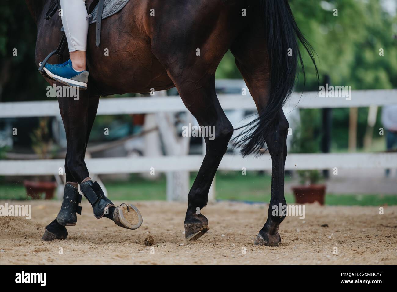 Set Up Rider Setting up horse saddle hi-res stock photography and images - Alamy