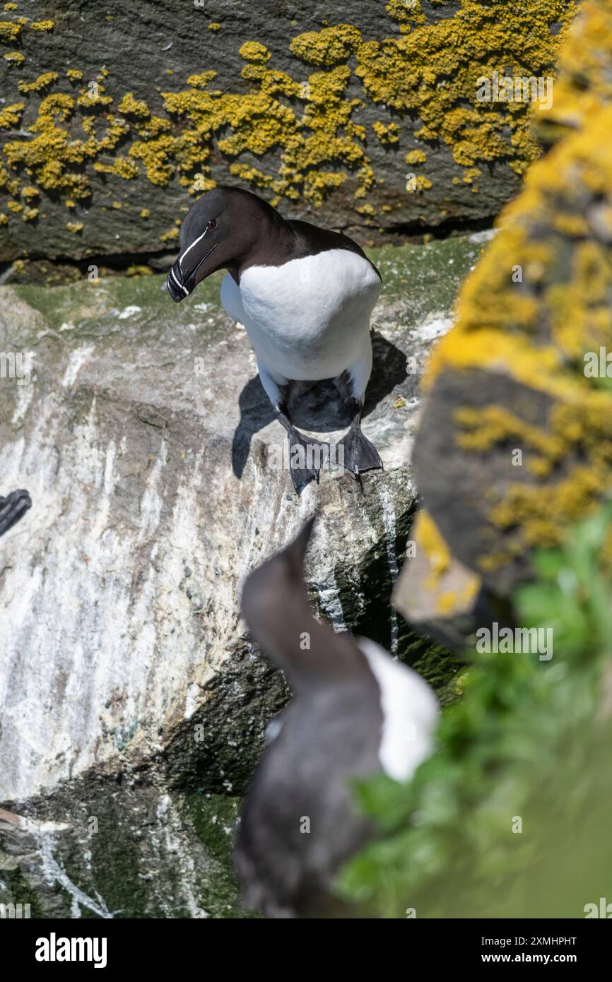Razorbill, Alca torda, razor-billed, auk, nesting on cliffs at Cape St ...