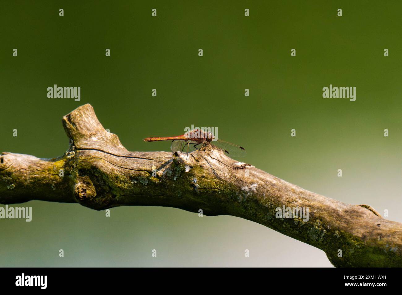 Orange dragon-fly sitting on a tree branch Stock Photo