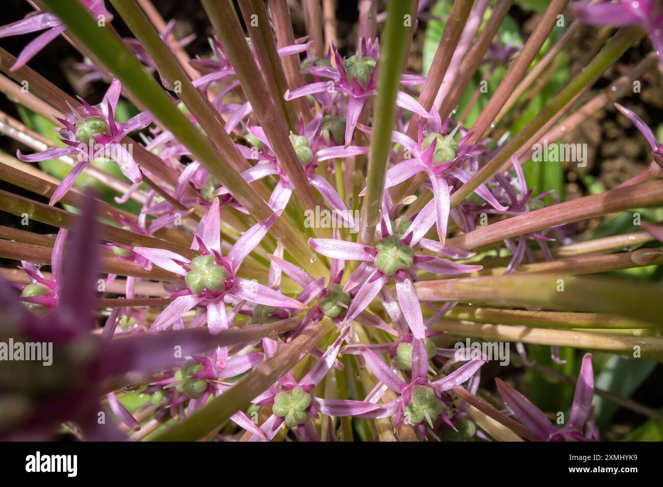 ornamental onion (Allium schubertii) in the garden Stock Photo