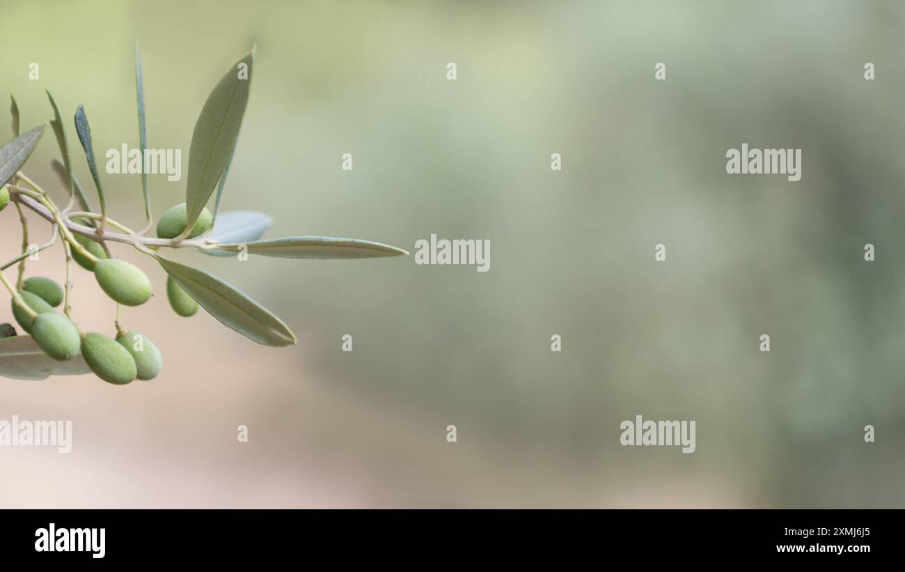 Green olives hanging on tree hi-res stock photography and images - Alamy