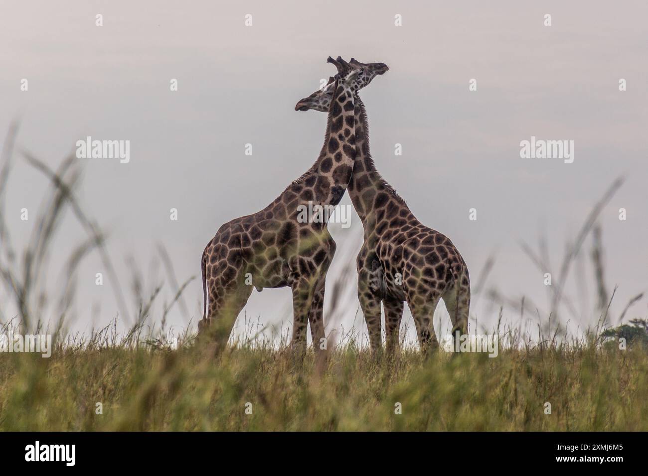 Rothschild giraffes uganda hi-res stock photography and images - Alamy