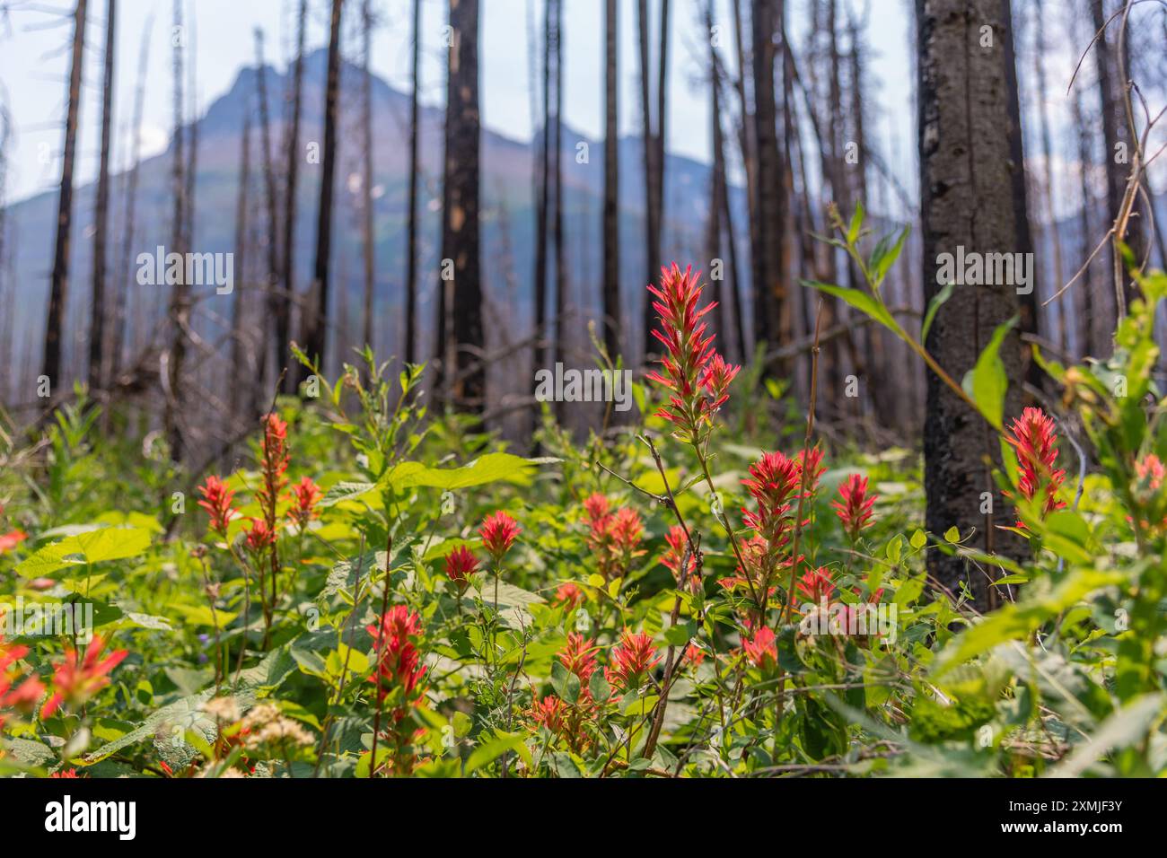 Indian Paintbrush Castilleja wildflowers seen in northern Canada, Banff National Park during summer time with lush, greenery in healthy wild Stock Photo