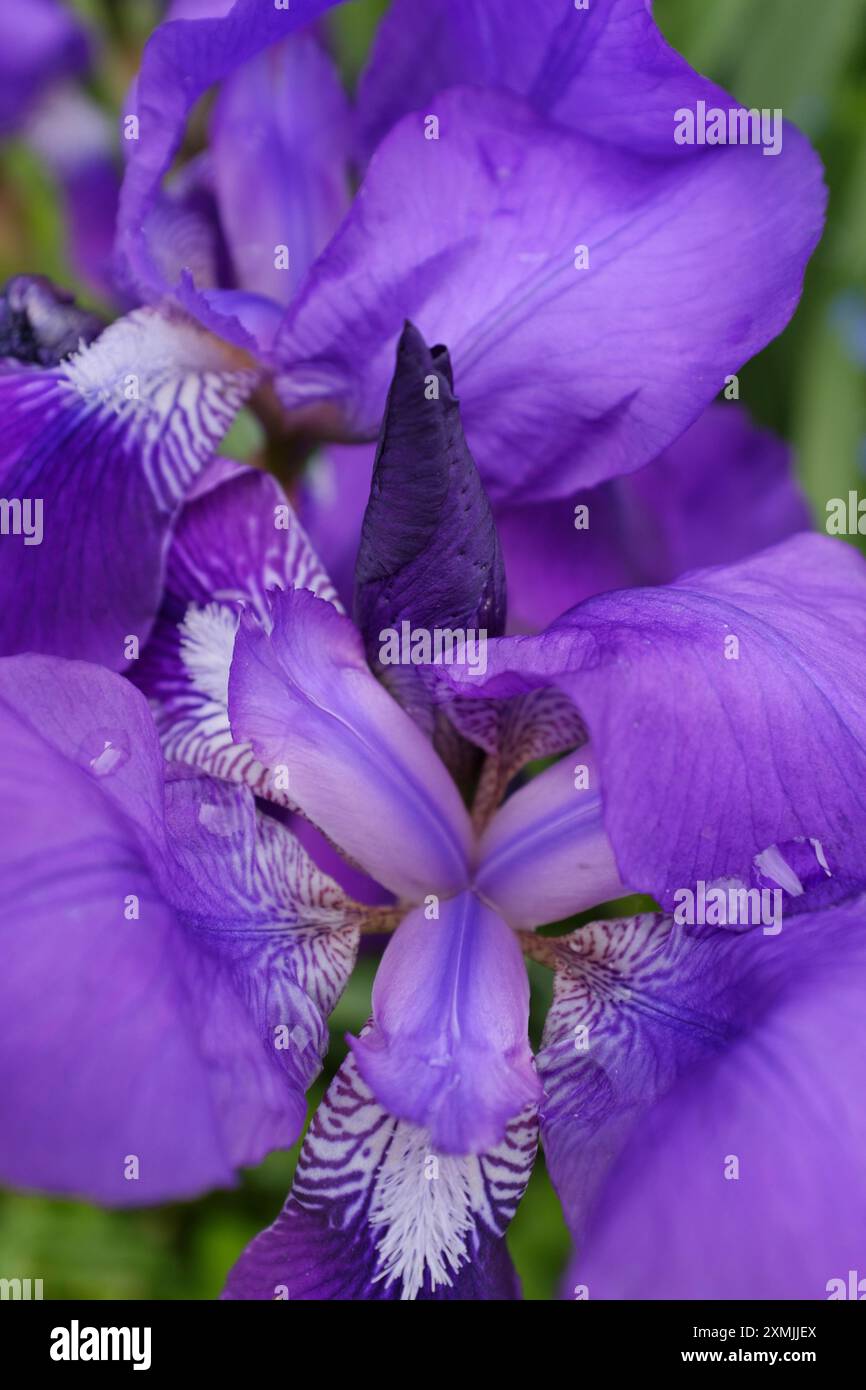 Violet irises with white beards Stock Photo