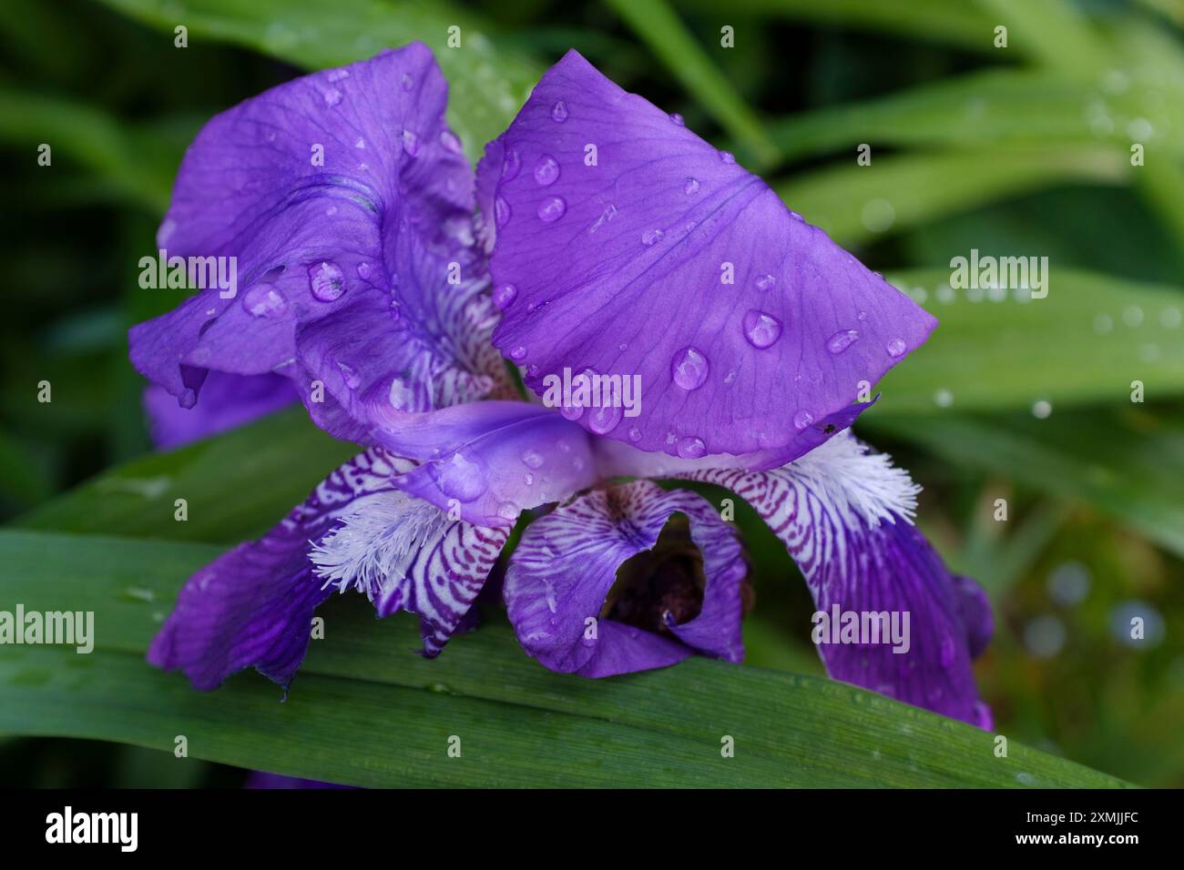 Violet irises with white beards after rain Stock Photo