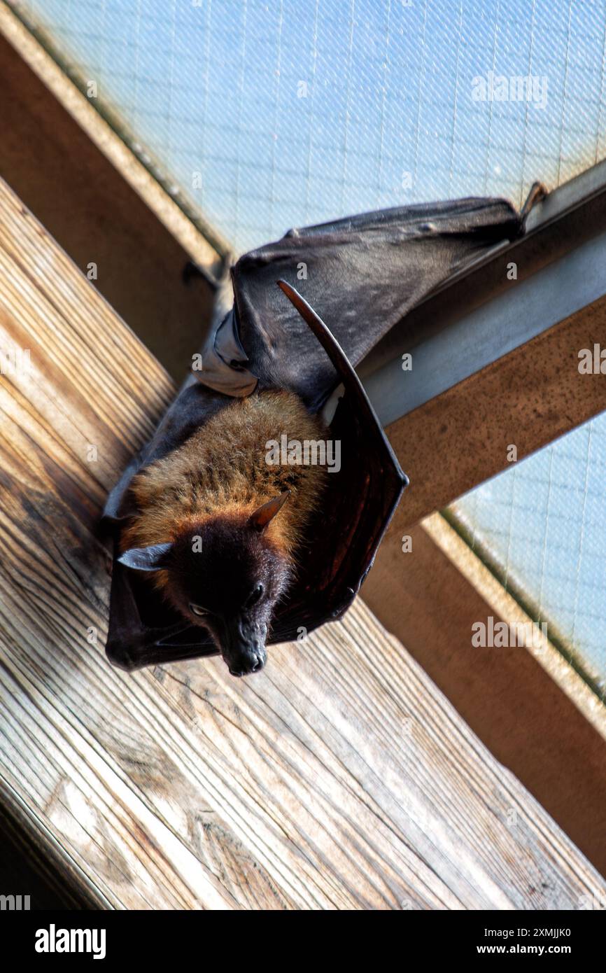 An Indian Flying Fox bat (Pteropus medius) was spotted. These large