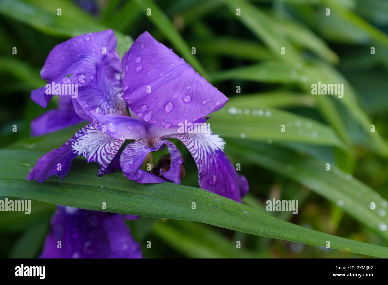 Violet irises with white beards after rain Stock Photo