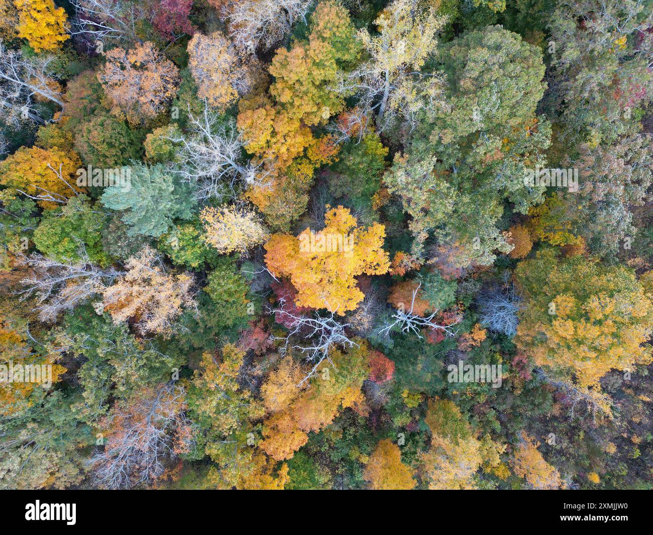 Top Down Aerial view of Fall Colors in the forest. Autumn leaves in ...