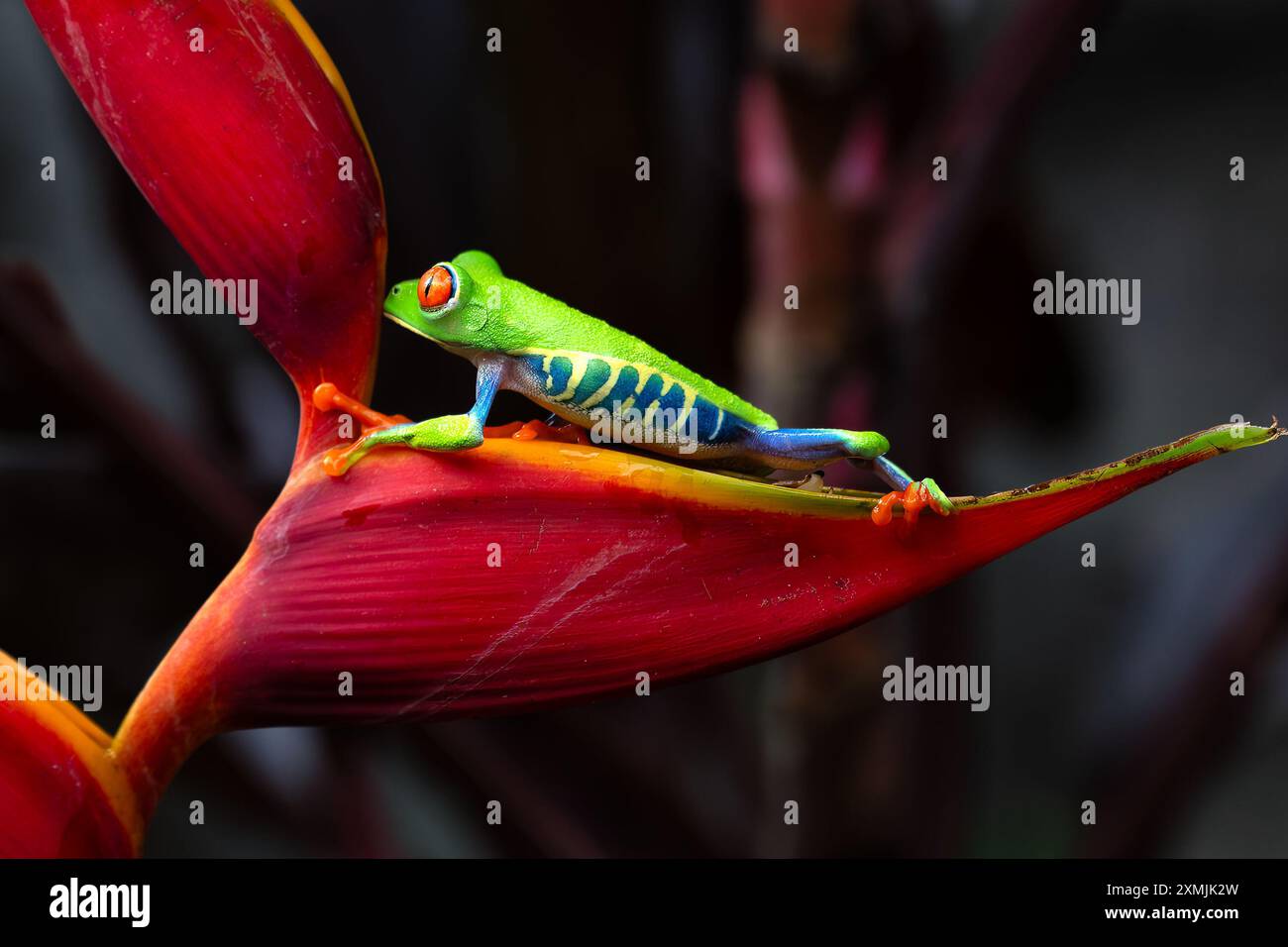 A Red-Eyed Tree Frog was spotted. This striking amphibian, renowned for its vivid green body and bright red eyes, is commonly found in the rainforests Stock Photo