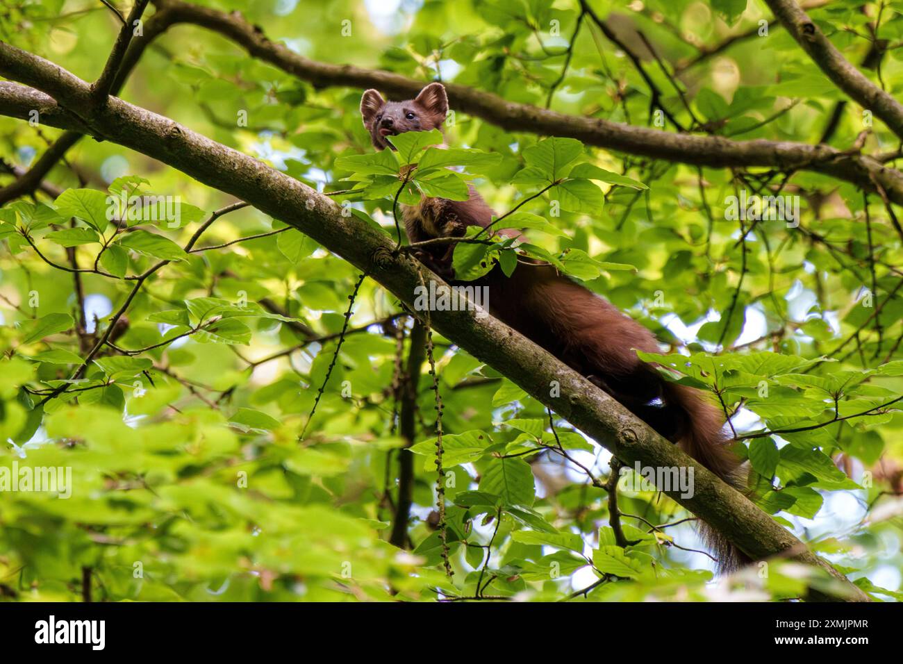 A marten is skillfully climbing up a tall, robust tree amidst the ...