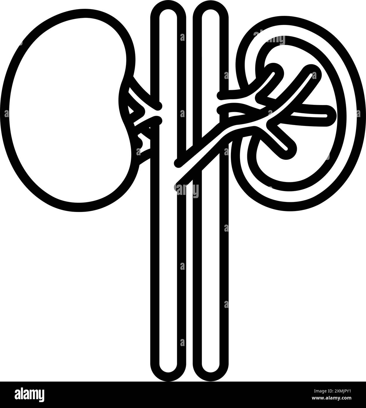 kidney, Internal Organ, Human Body Stock Vector Image & Art - Alamy