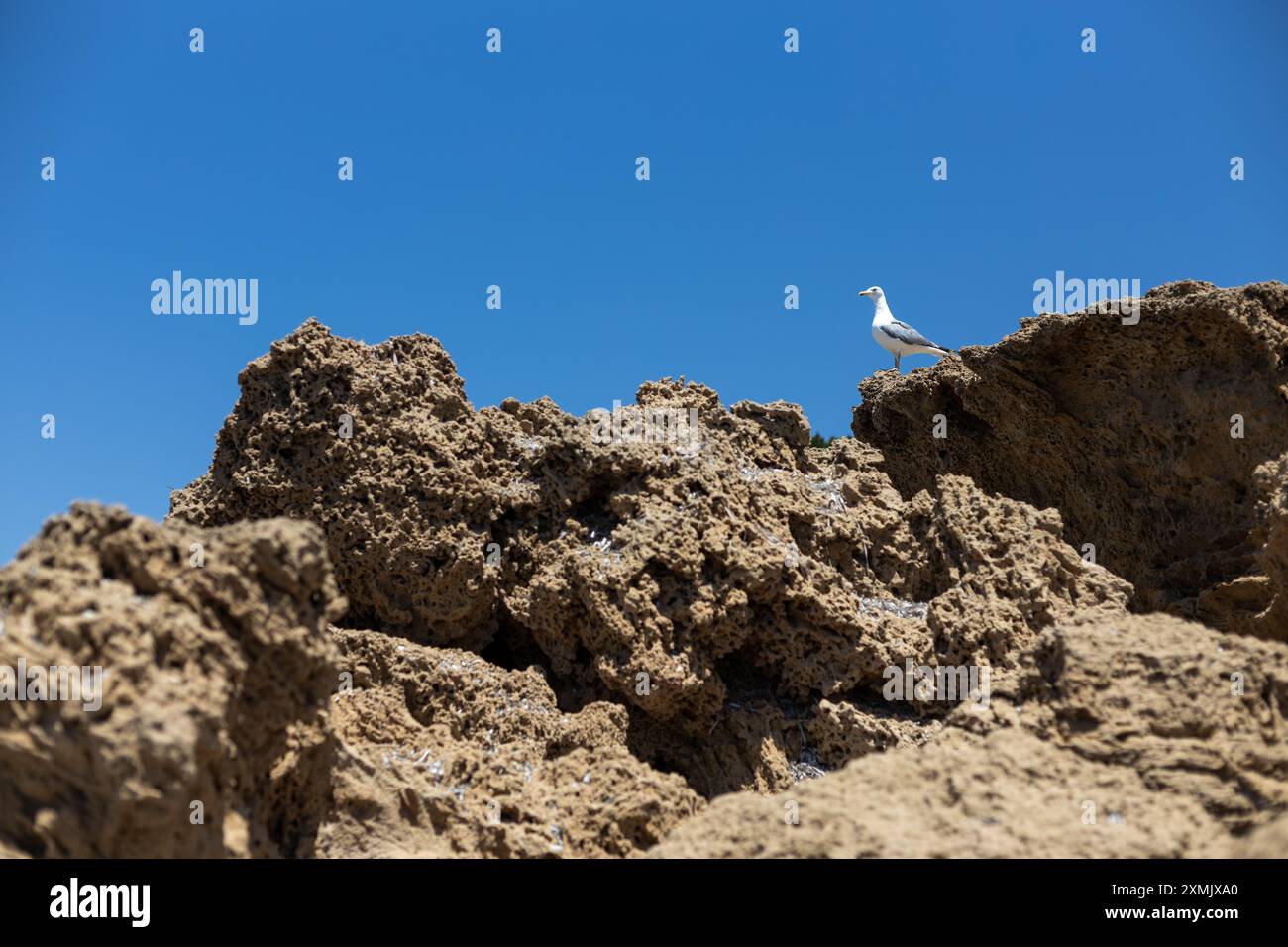 Seagull on Rocky Cliff with Blue Sky Stock Photo