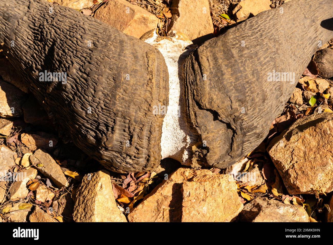 Photograph of Cape Bufflao/African Buffalo (Syncerus caffer) skull ...