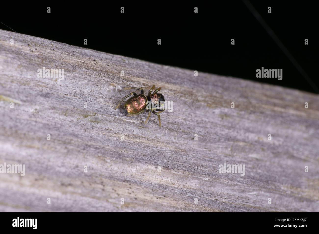 Lithuanian spiders hi-res stock photography and images - Alamy
