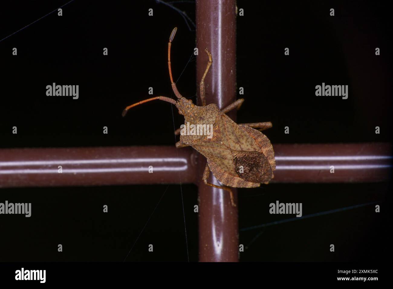 Coreus marginatus Family Coreidae Genus Coreus Dock Bug wild nature ...