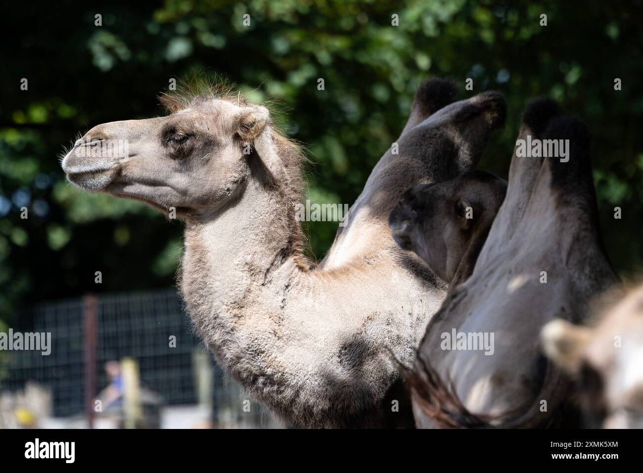 Bactrian Camel at Manor House Wildlife Park, Pembrokeshire on the 28th ...