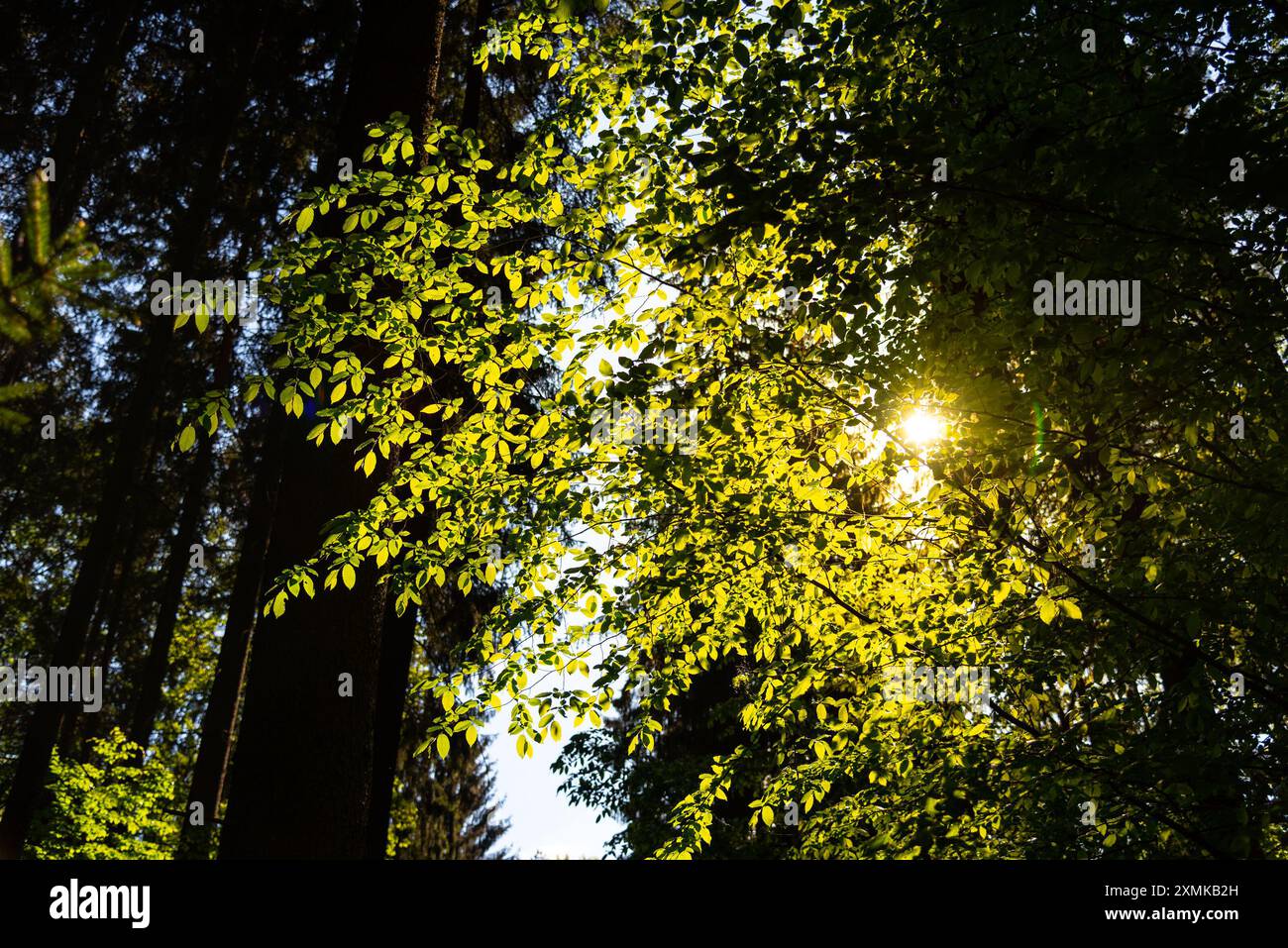 A cluster of bright green leaves glistens in the spring sunlight, piercing through the dense trees of a serene forest. Stock Photo