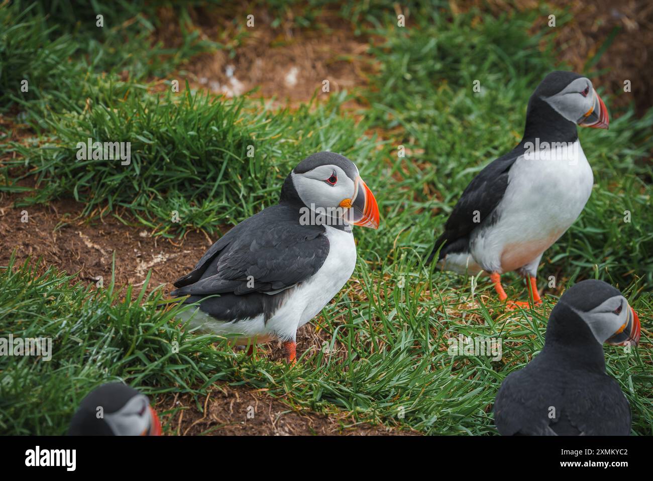 Group Of Atlantic Puffins On Grassy Terrain In Iceland s Coastal 