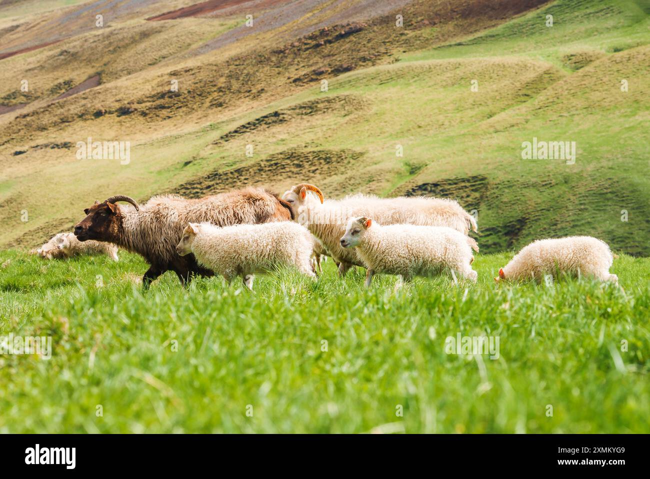 Sheep Grazing on Lush Green Hillside in Rural Icelandic Countryside ...