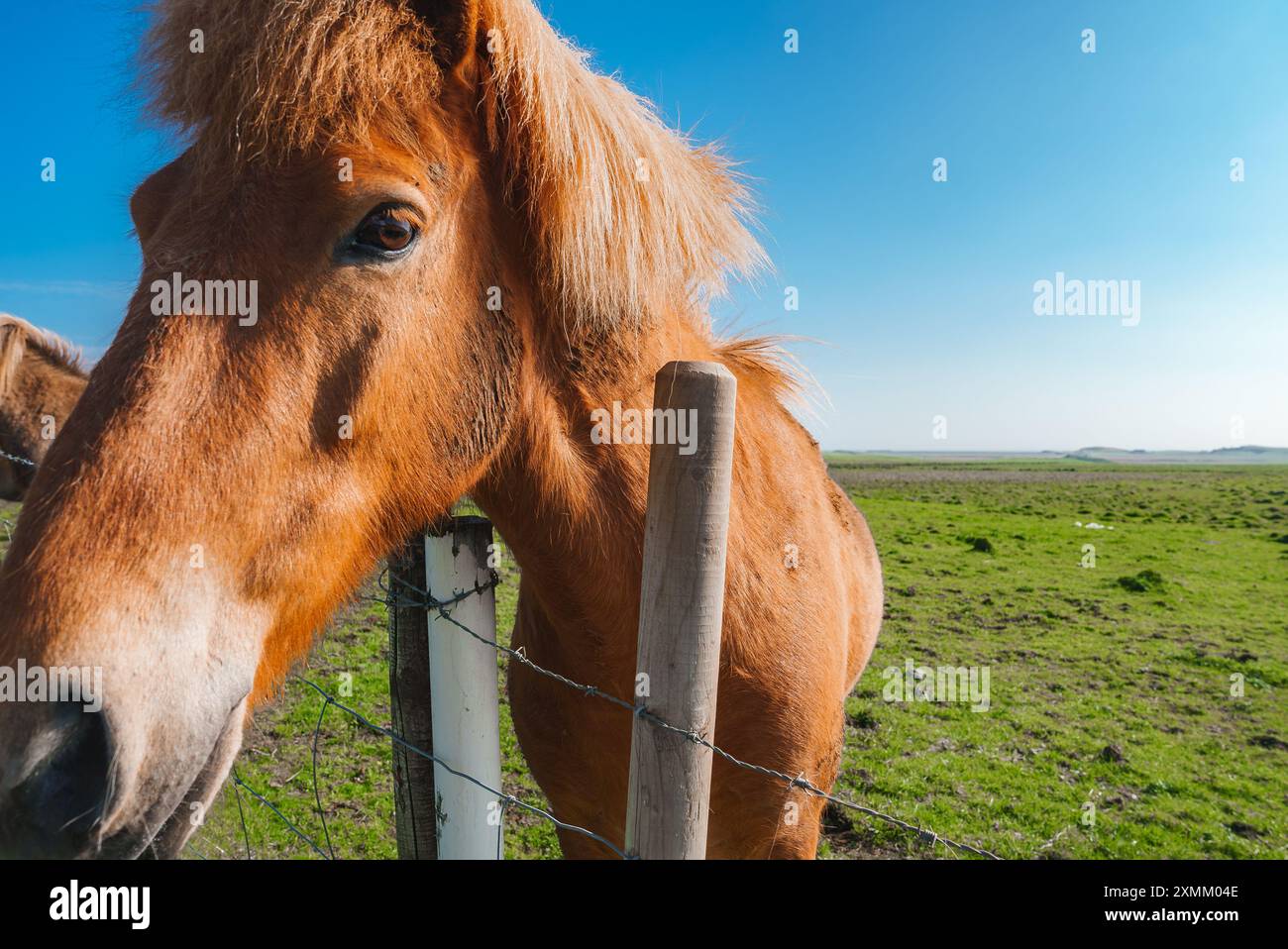 Close-Up of Icelandic Horse with Reddish-Brown Coat in Green Pasture Stock Photo