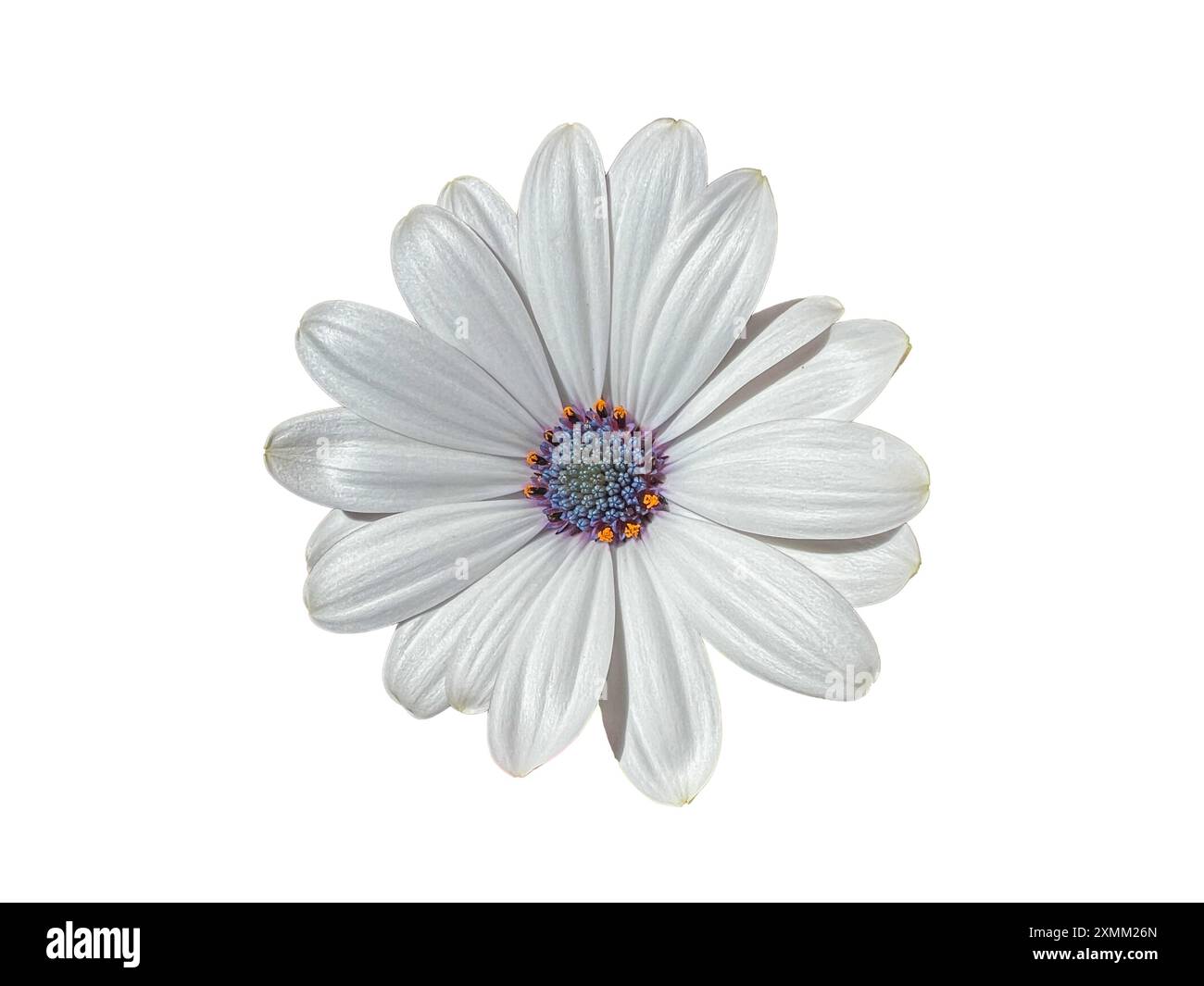 Isolated white macro of Osteospermum Fire and Ice, commonly known as Cape Marguerite or Cape daisy, a great choice for the container garden. Stock Photo