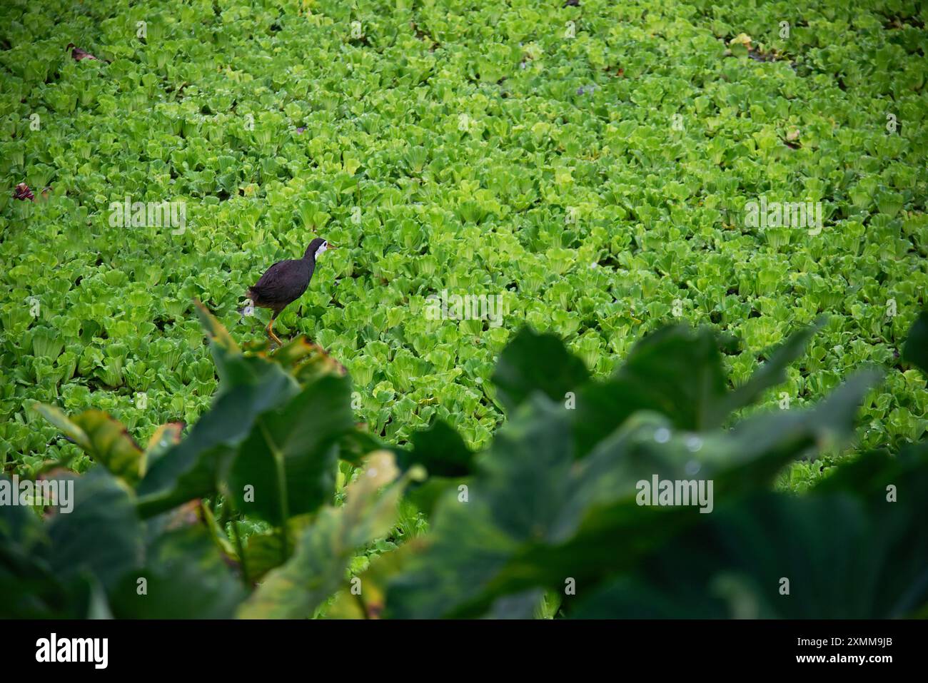 The white-breasted waterhen is a waterbird of the rail and crake family ...