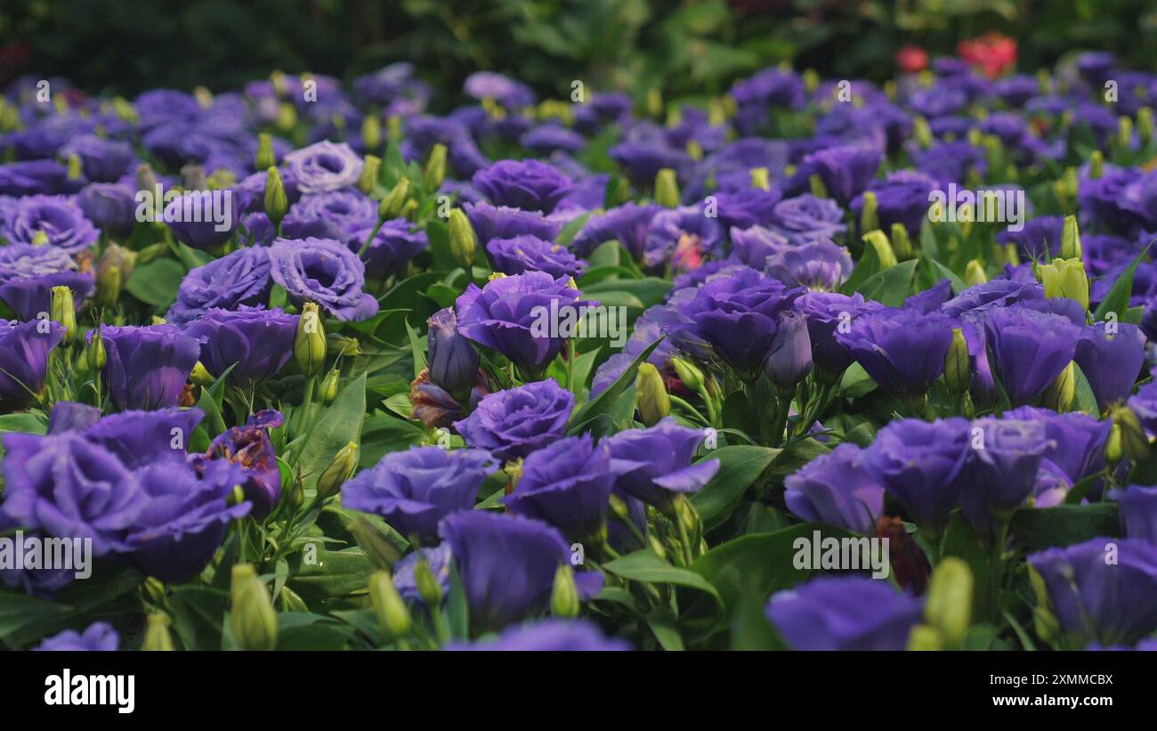Showcasing vibrant flowers hi-res stock photography and images - Alamy